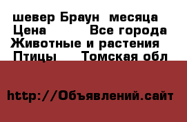 шевер Браун 2месяца › Цена ­ 200 - Все города Животные и растения » Птицы   . Томская обл.